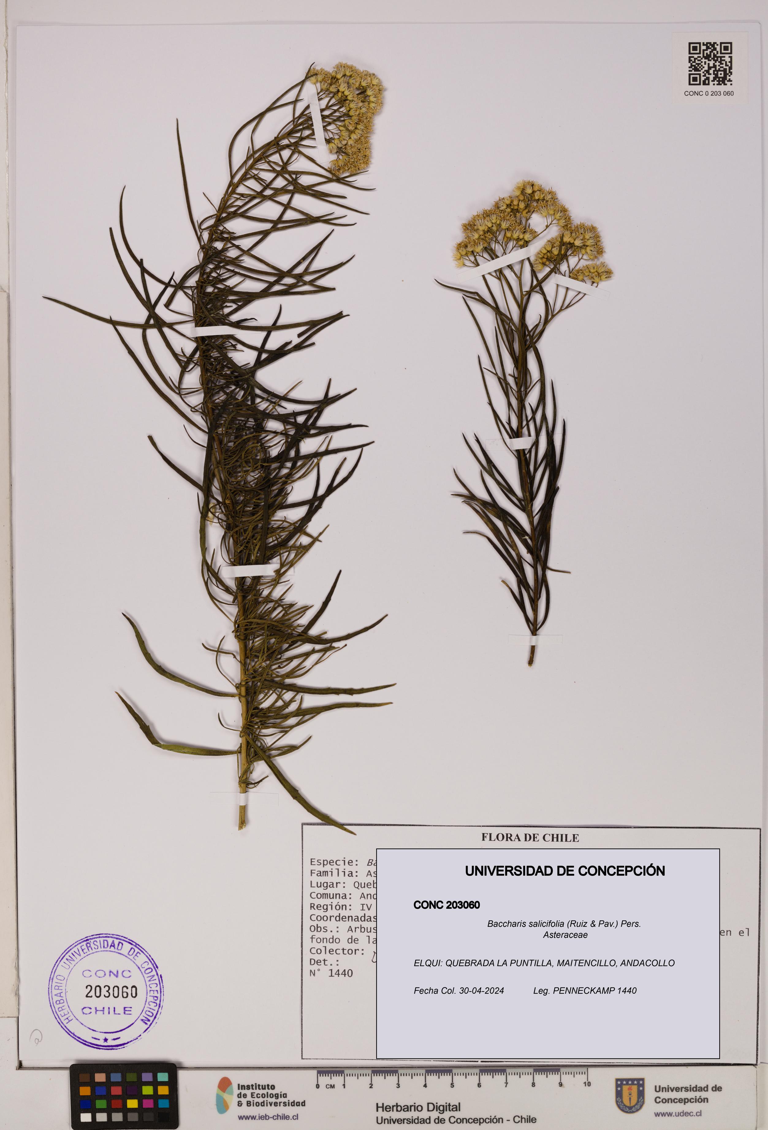 Baccharis salicifolia [Espécimen: UDEC:CONC:0203060]