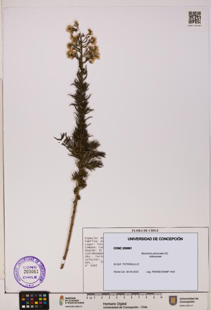Baccharis paniculata [Espécimen: UDEC:CONC:0203061]