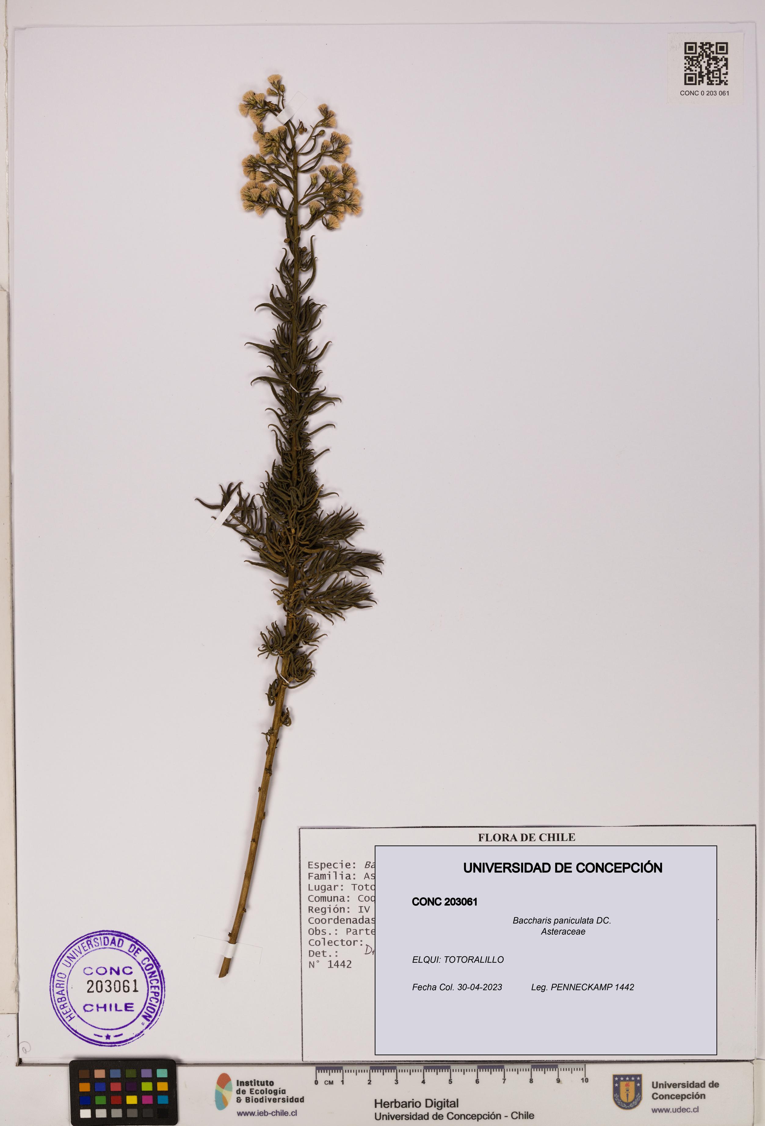 Baccharis paniculata [Espécimen: UDEC:CONC:0203061]