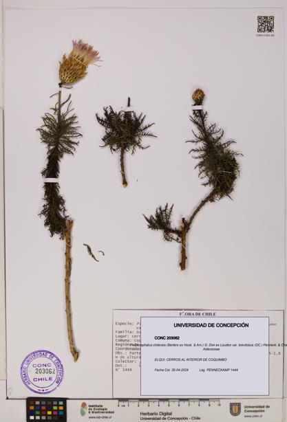Plectocephalus chilensis var. brevilobus [Espécimen: UDEC:CONC:0203062]