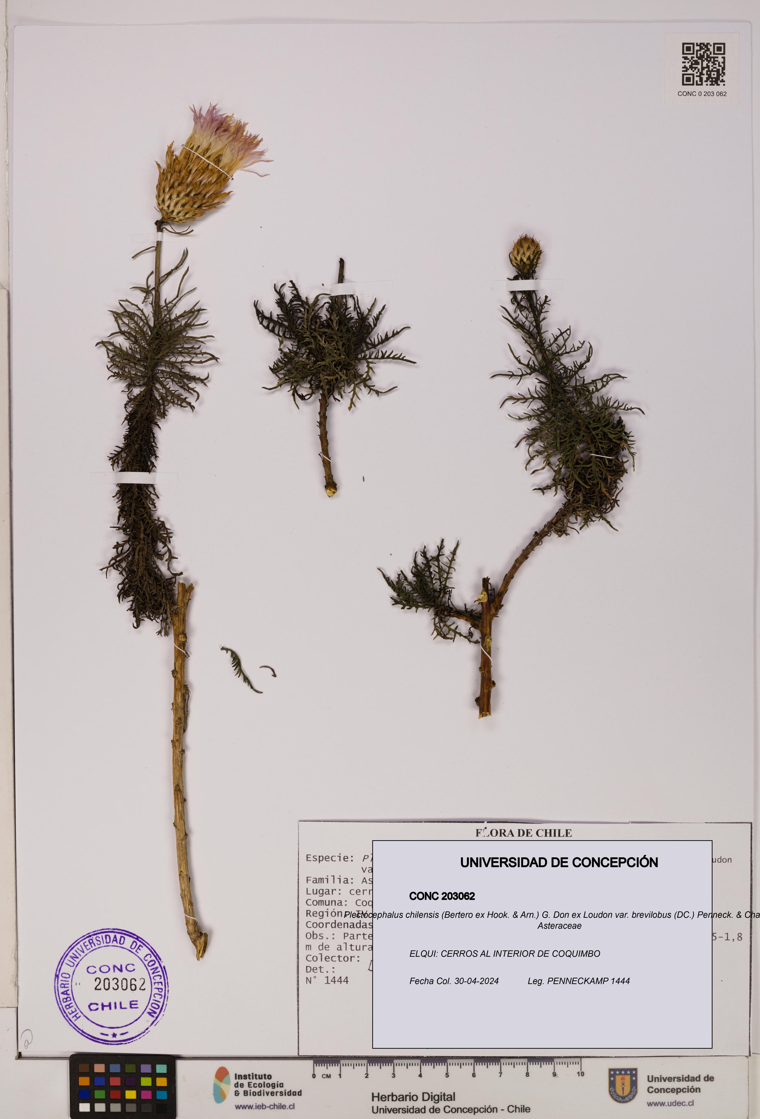 Plectocephalus chilensis var. brevilobus [Espécimen: UDEC:CONC:0203062]