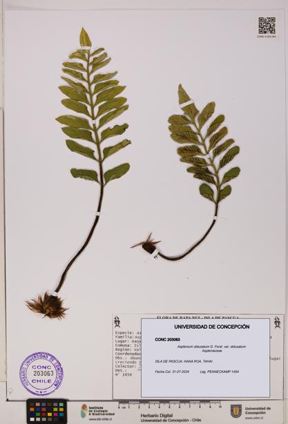 Asplenium obtusatum var. obtusatum [Espécimen: UDEC:CONC:0203063]