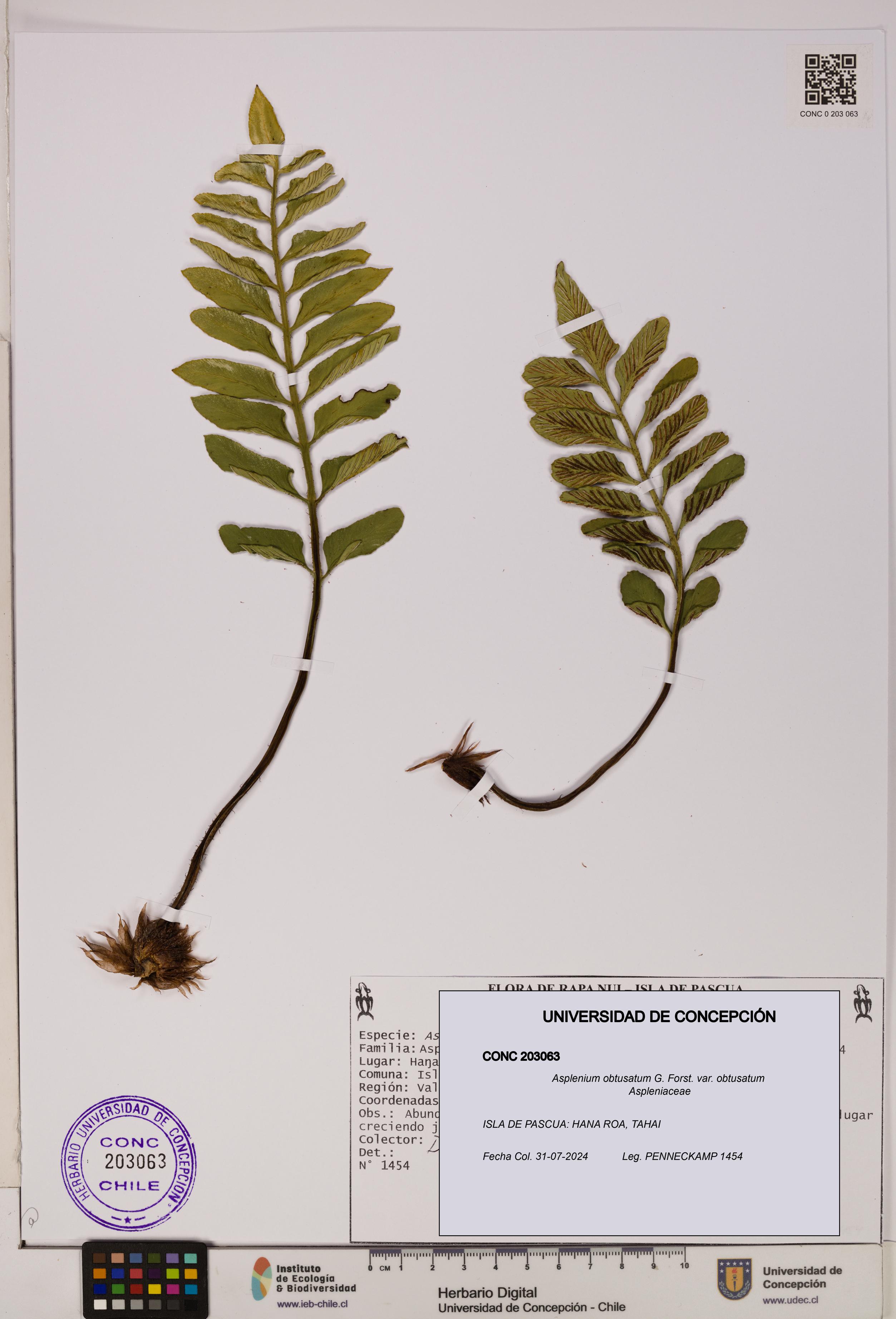 Asplenium obtusatum var. obtusatum [Espécimen: UDEC:CONC:0203063]