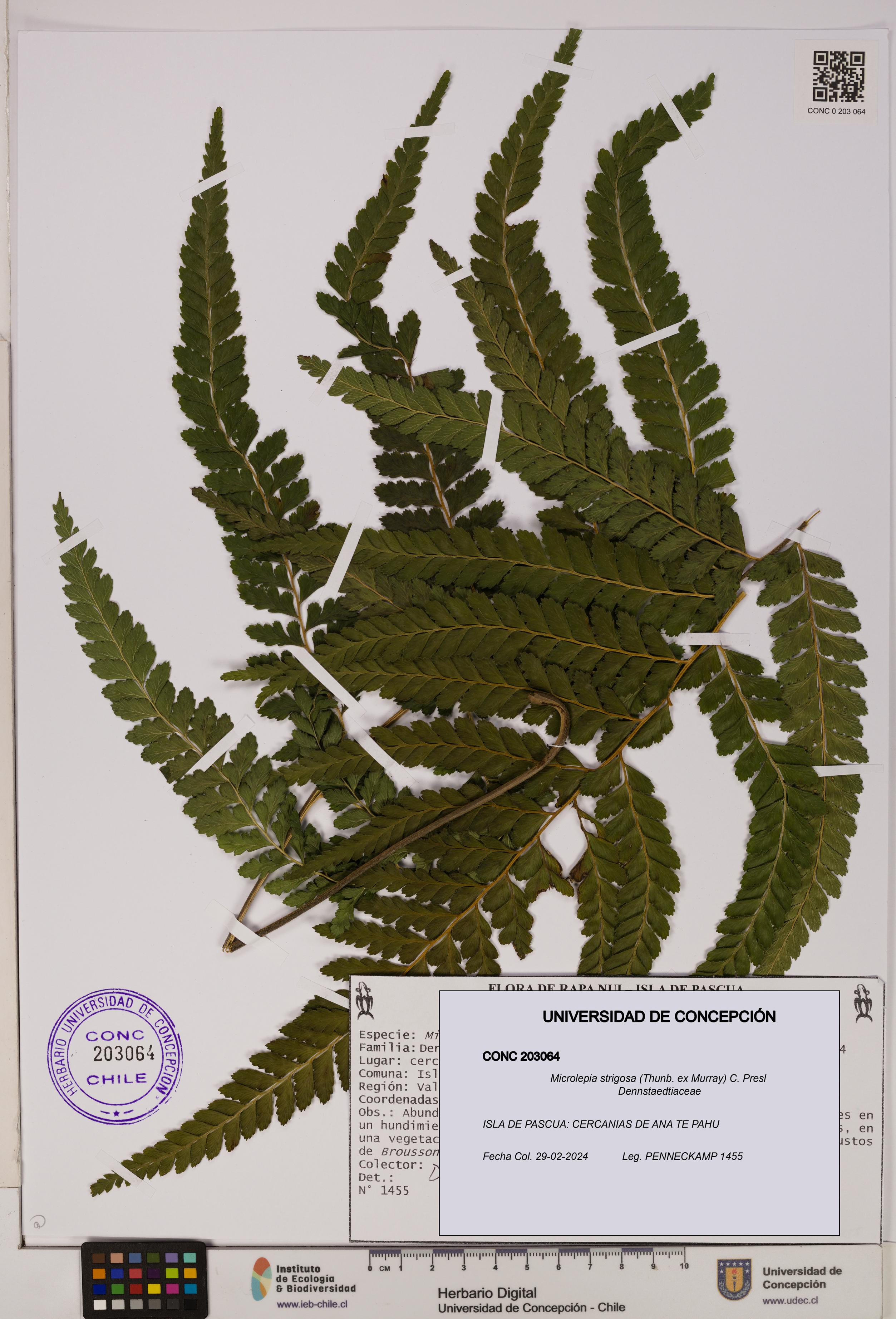 Microlepia strigosa [Espécimen: UDEC:CONC:0203064]