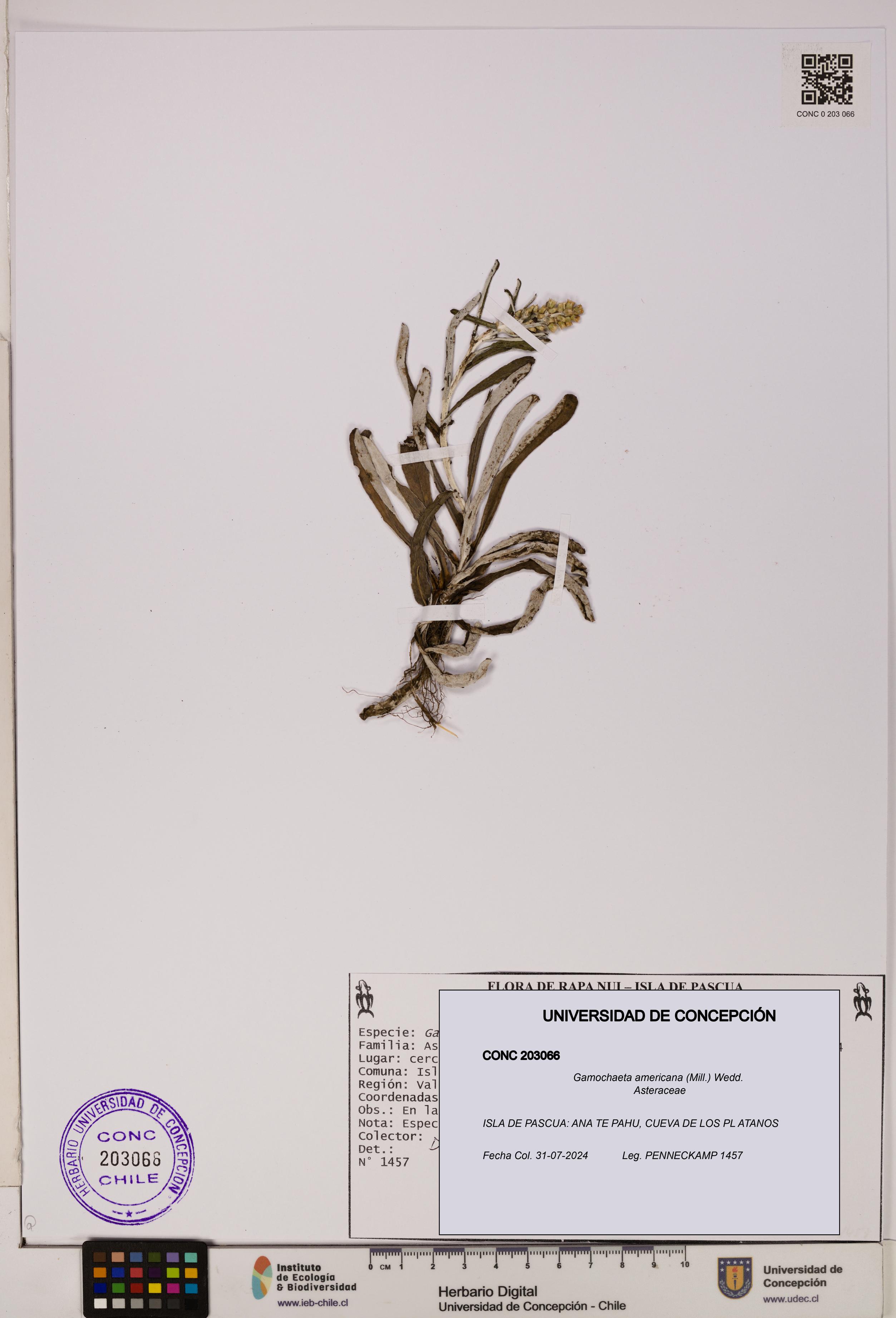 Gamochaeta americana [Espécimen: UDEC:CONC:0203066]