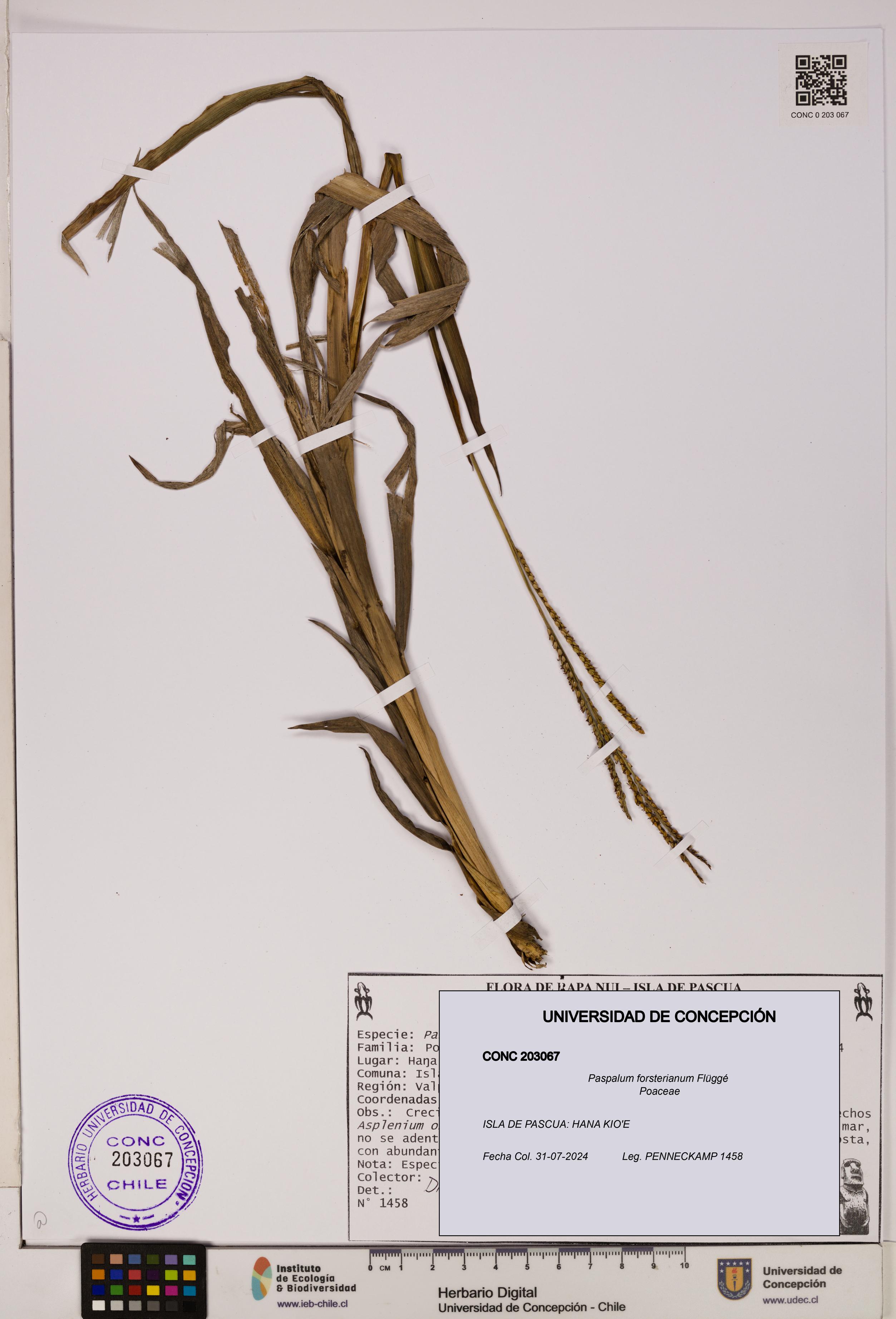 Paspalum forsterianum [Espécimen: ]