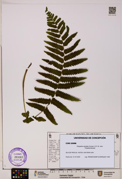 Thelypteris dentata [Espécimen: UDEC:CONC:0203069]