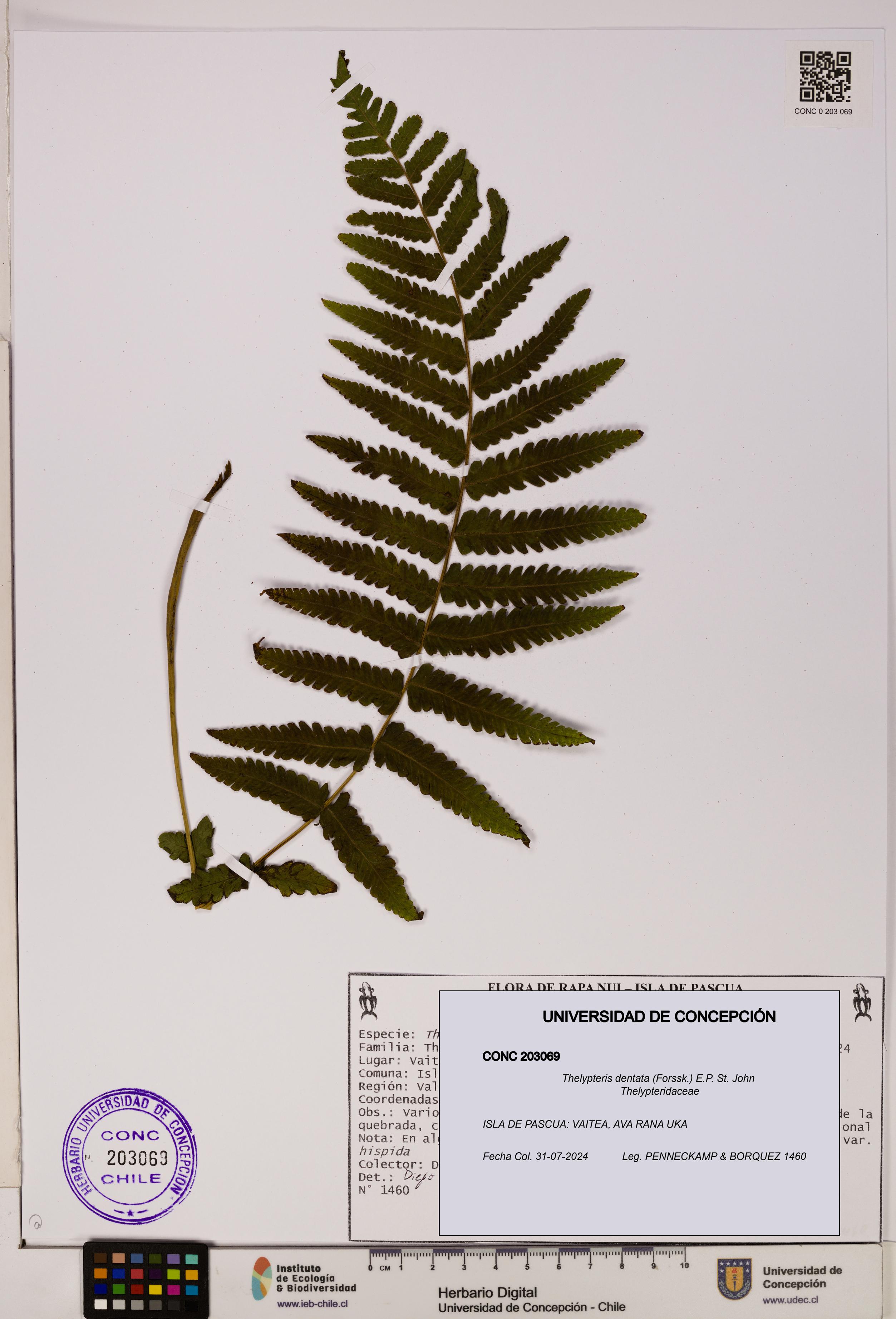 Thelypteris dentata [Espécimen: UDEC:CONC:0203069]