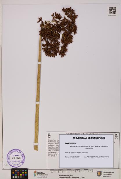 Schoenoplectus californicus [Espécimen: ]
