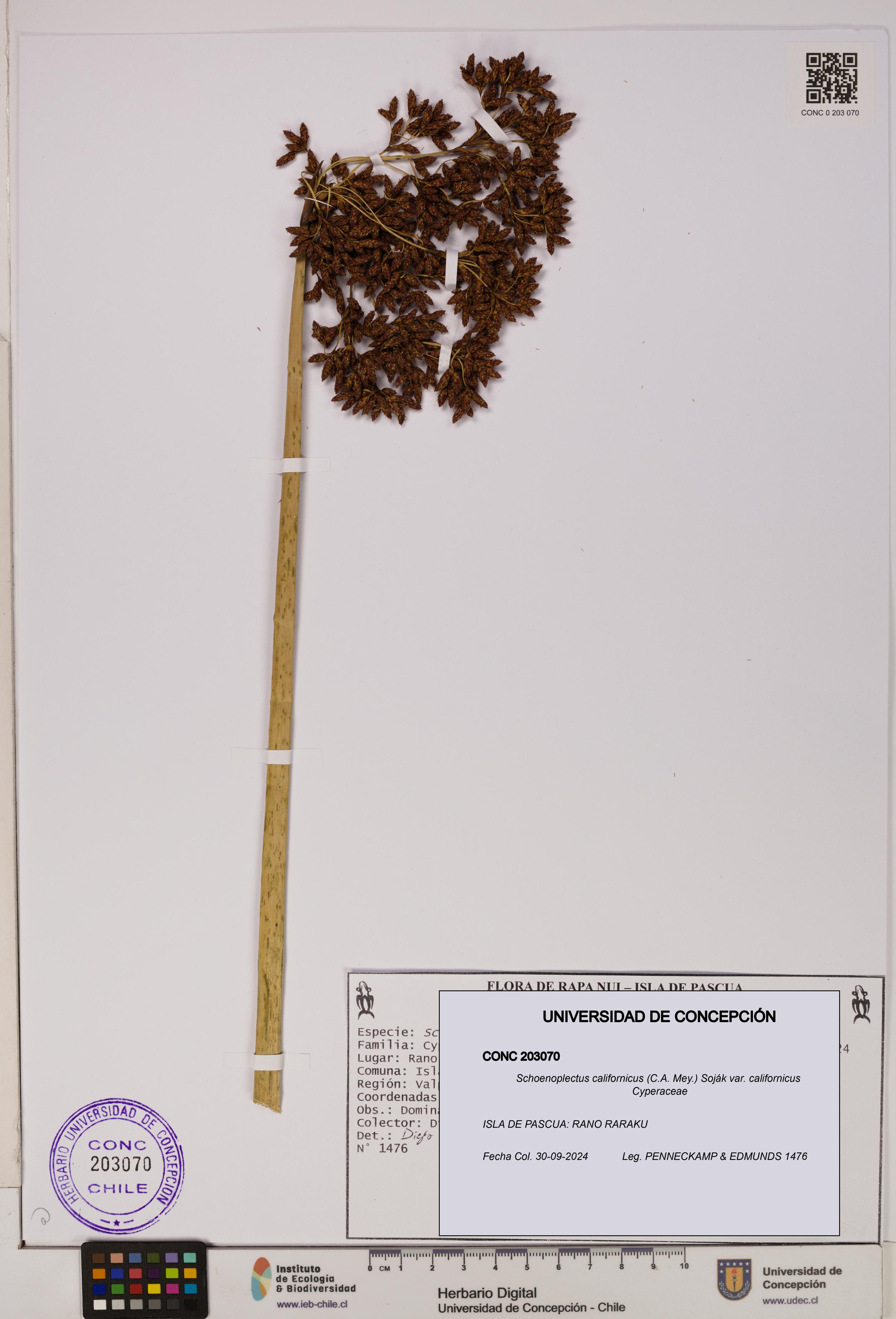 Schoenoplectus californicus [Espécimen: ]