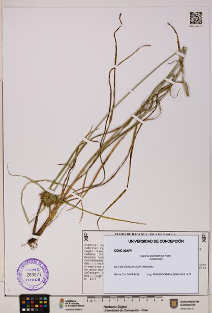 Cyperus polystachyos [Espécimen: UDEC:CONC:0203071]