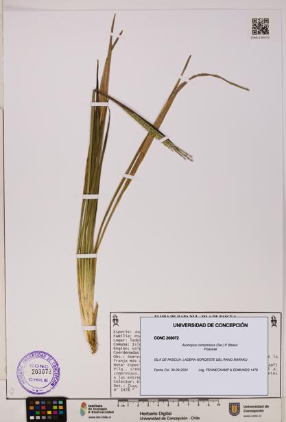 Axonopus compressus [Espécimen: ]