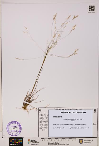 Lachnagrostis filiformis [Espécimen: UDEC:CONC:0203073]
