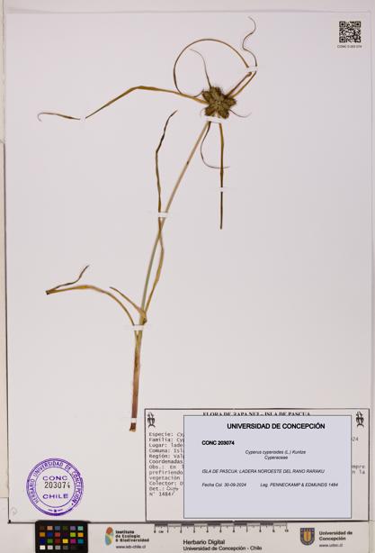 Cyperus cyperoides [Espécimen: UDEC:CONC:0203074]