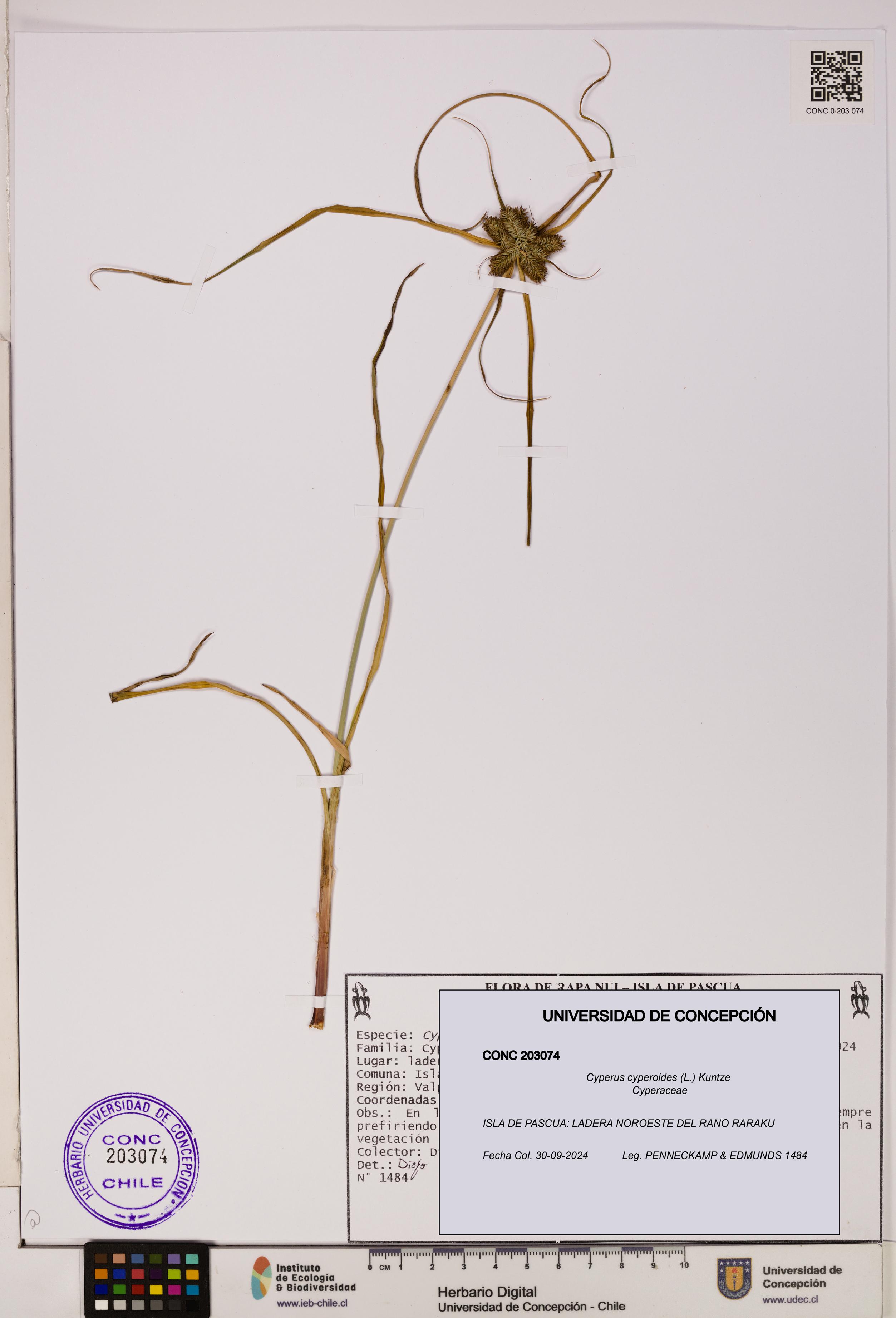 Cyperus cyperoides [Espécimen: UDEC:CONC:0203074]