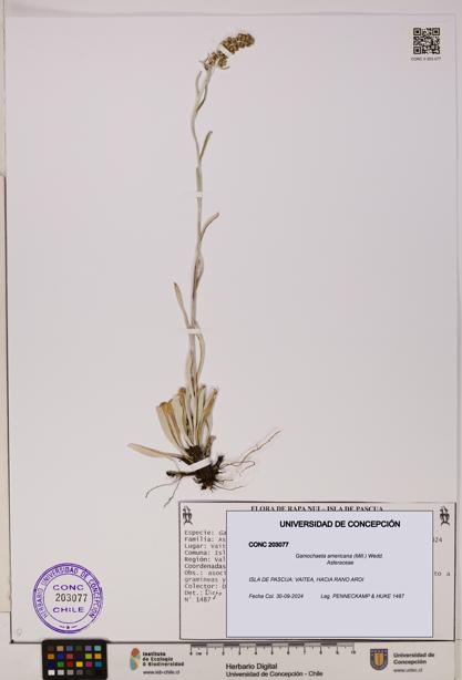 Gamochaeta americana [Espécimen: UDEC:CONC:0203077]