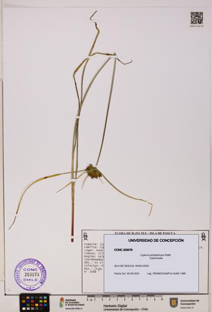 Cyperus polystachyos [Espécimen: UDEC:CONC:0203078]