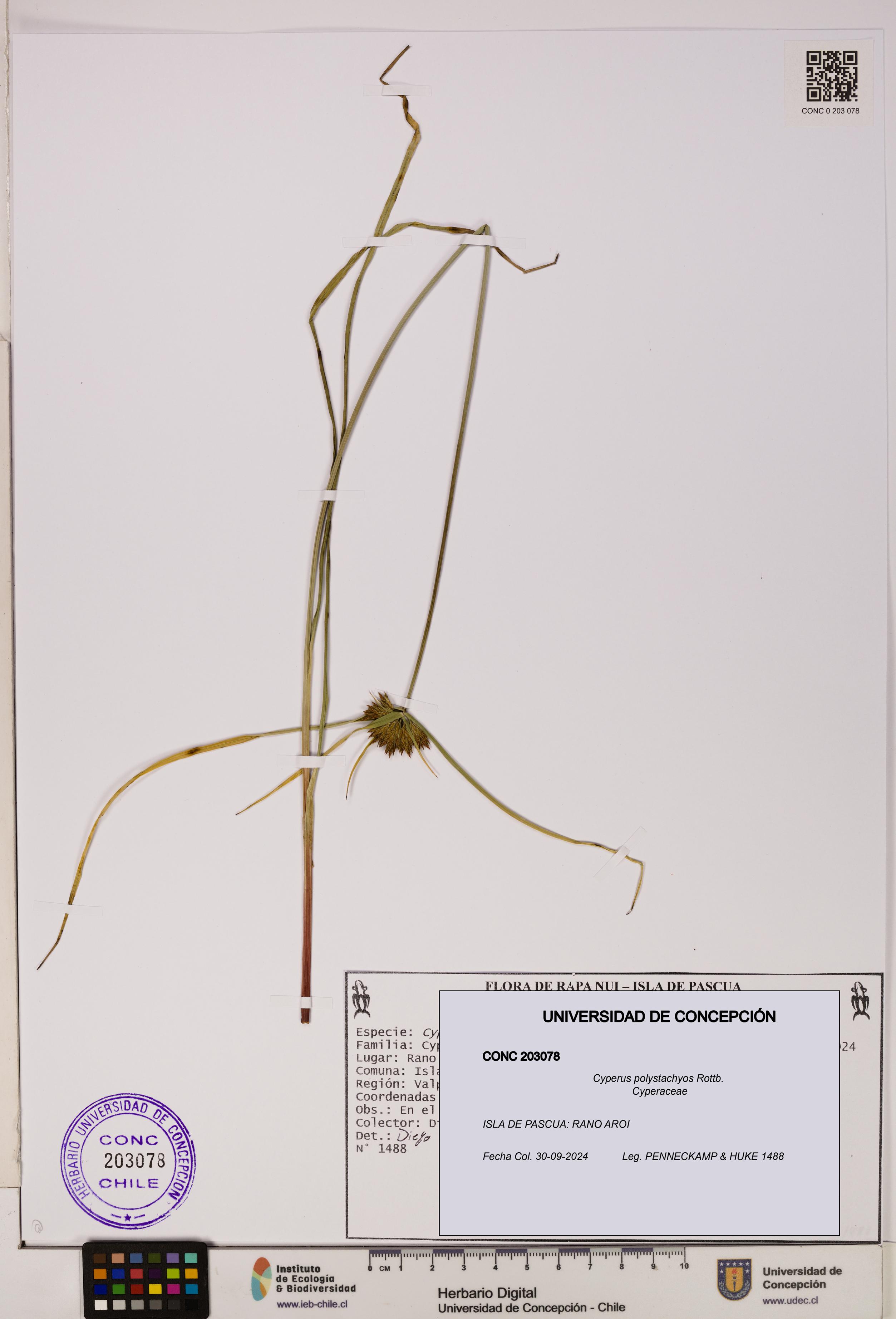 Cyperus polystachyos [Espécimen: UDEC:CONC:0203078]