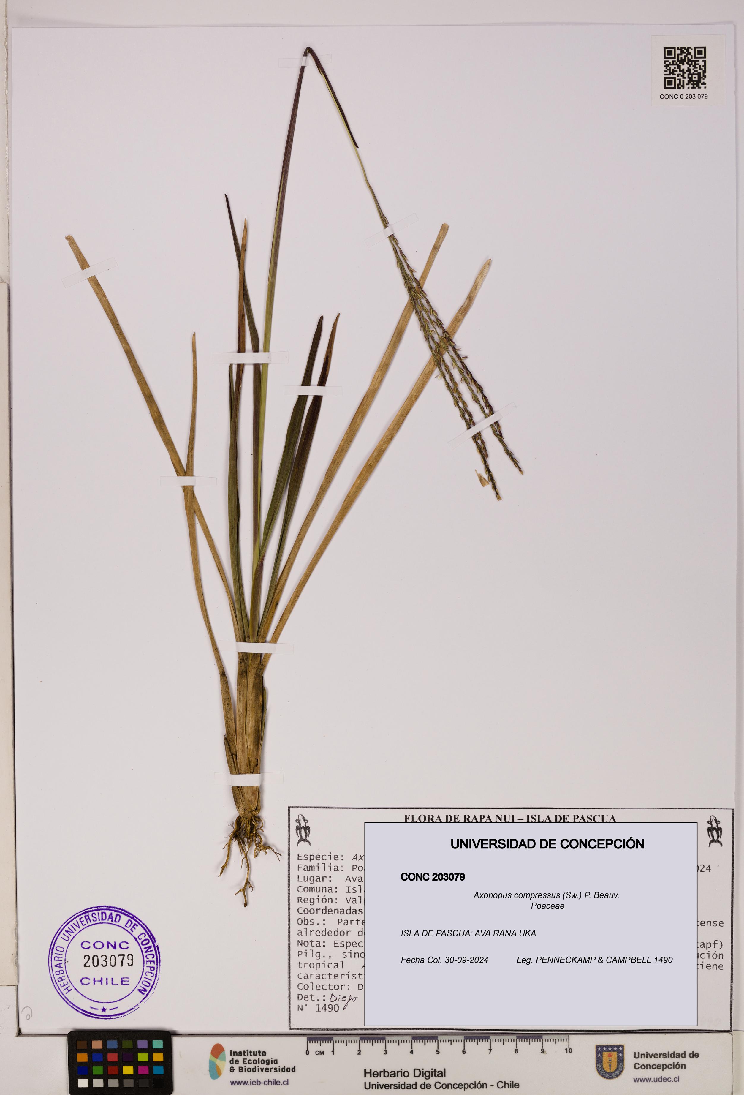Axonopus compressus [Espécimen: ]