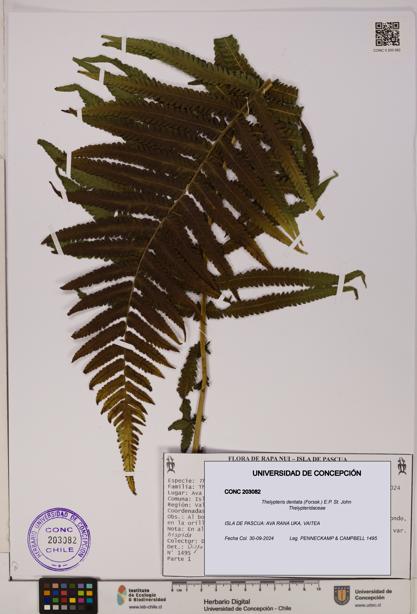 Thelypteris dentata [Espécimen: UDEC:CONC:0203082]