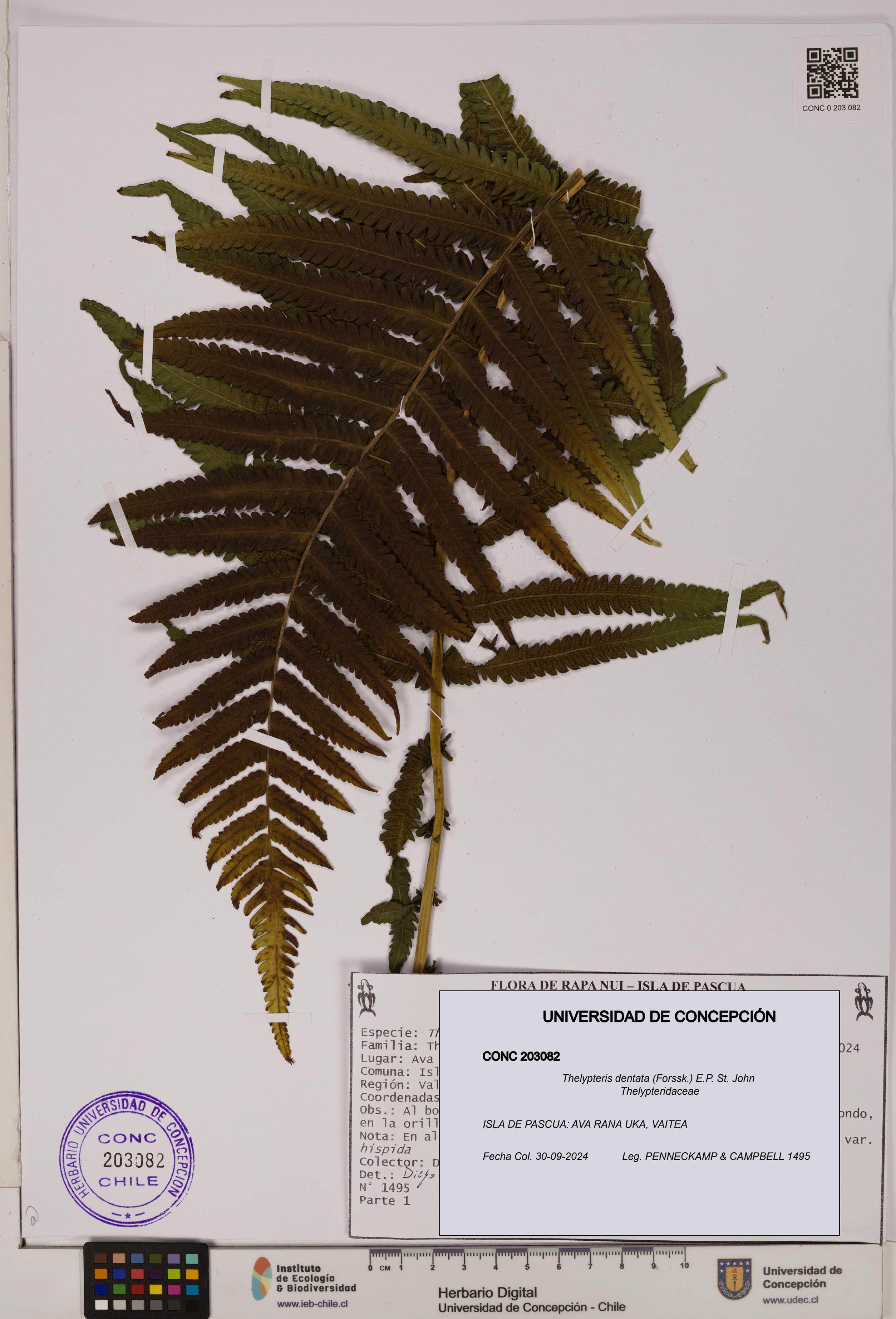 Thelypteris dentata [Espécimen: UDEC:CONC:0203082]