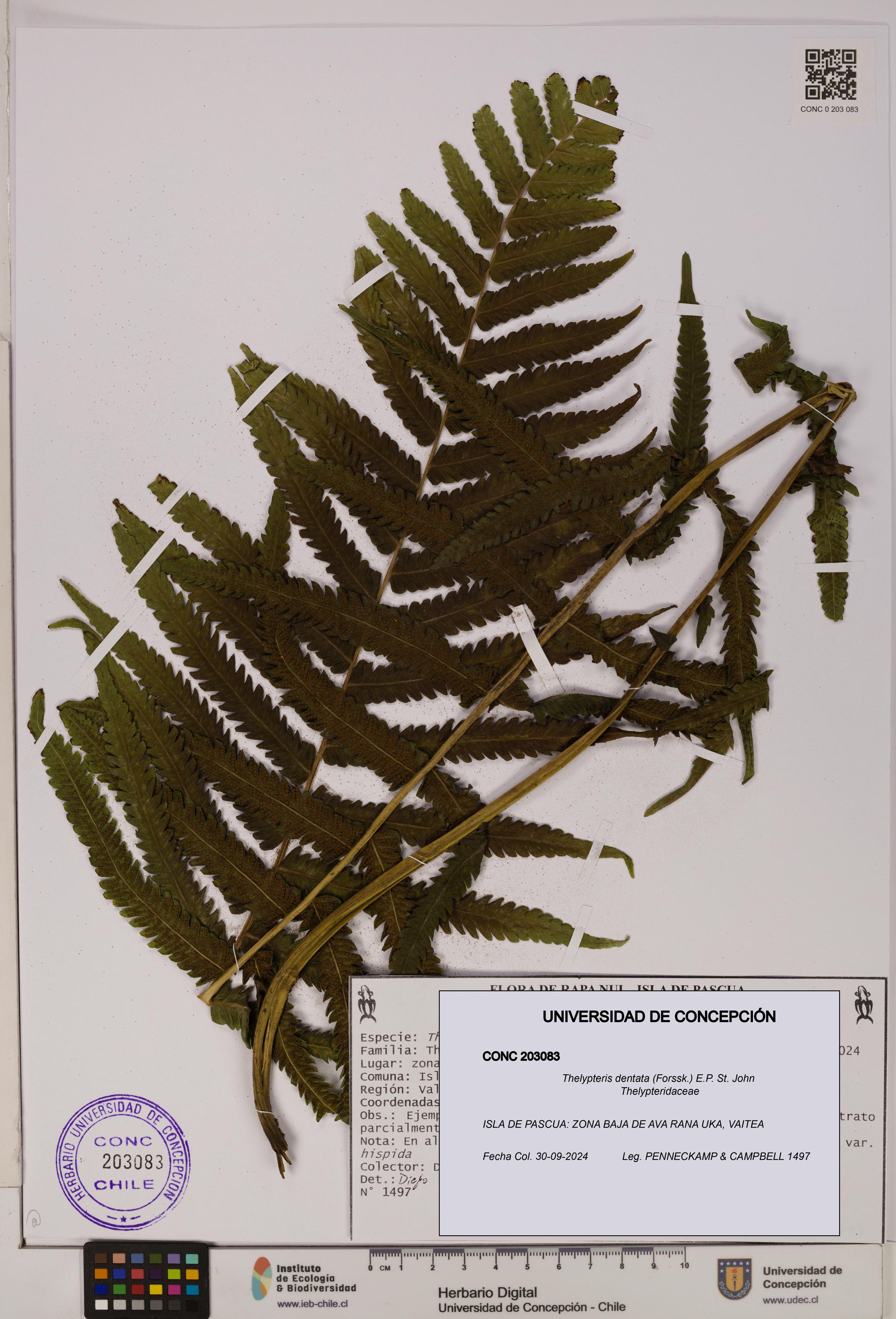 Thelypteris dentata [Espécimen: UDEC:CONC:0203083]