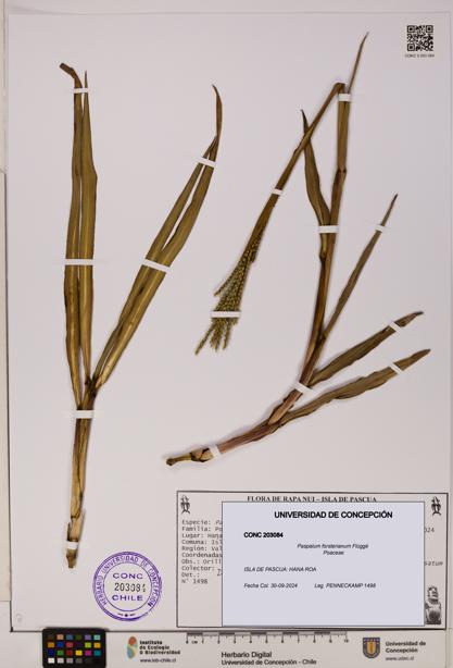 Paspalum forsterianum [Espécimen: ]