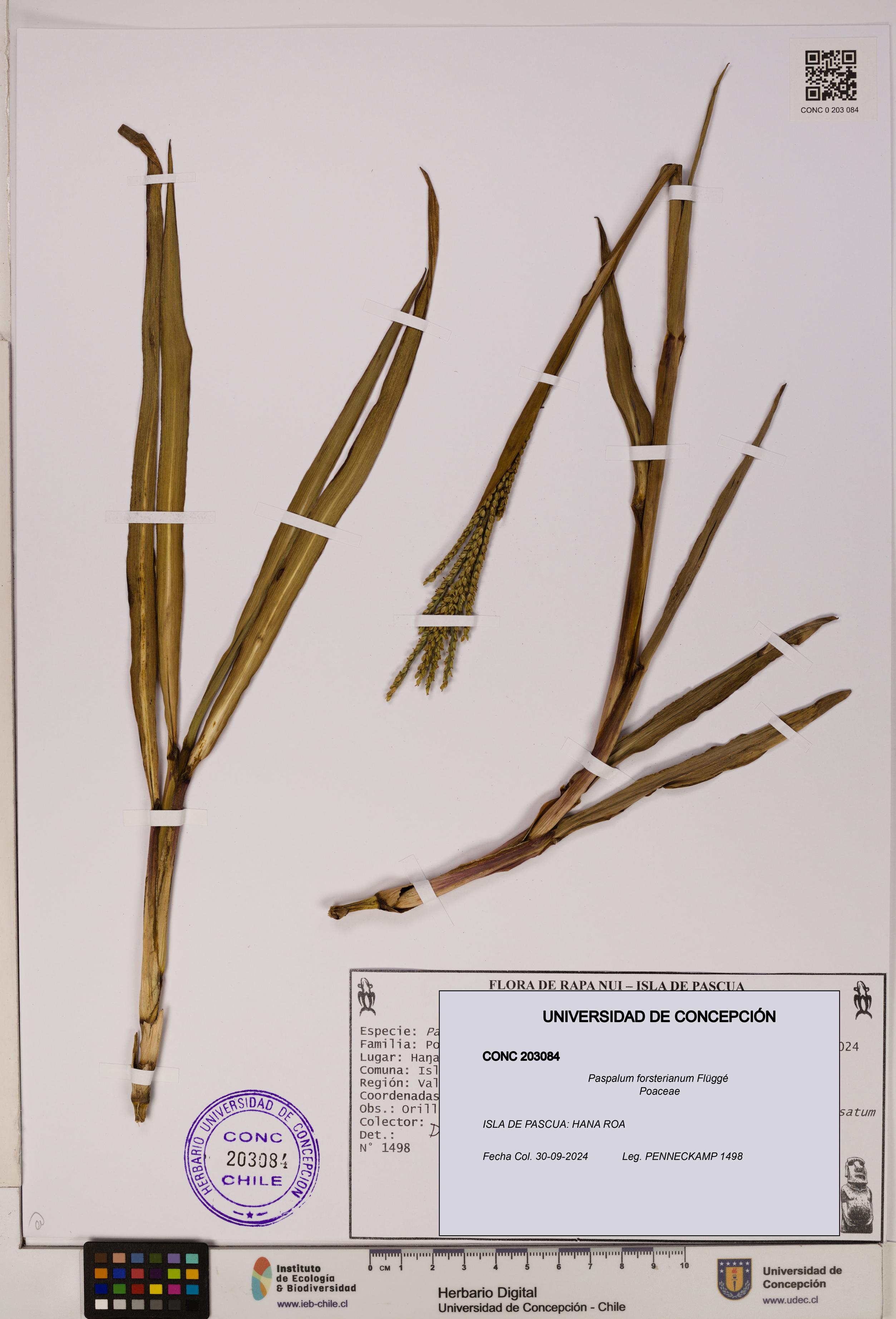 Paspalum forsterianum [Espécimen: ]