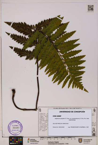 Asplenium polyodon var. squamulosum [Espécimen: UDEC:CONC:0203087]
