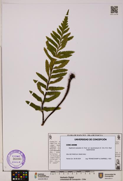 Asplenium polyodon var. squamulosum [Espécimen: UDEC:CONC:0203088]