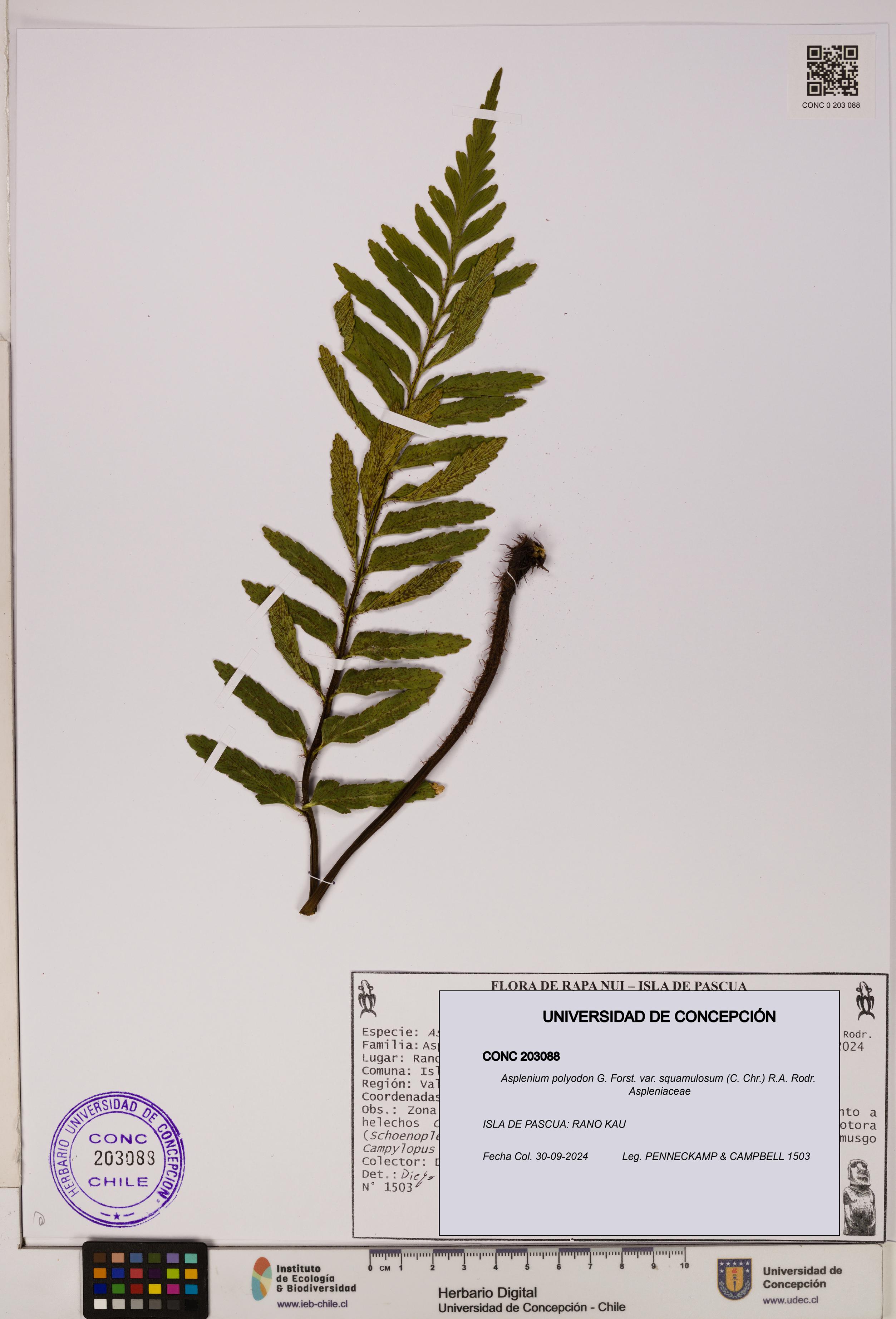 Asplenium polyodon var. squamulosum [Espécimen: UDEC:CONC:0203088]