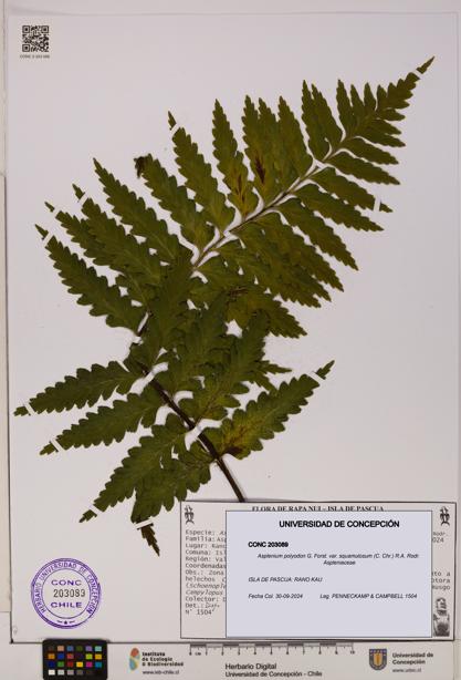 Asplenium polyodon var. squamulosum [Espécimen: UDEC:CONC:0203089]