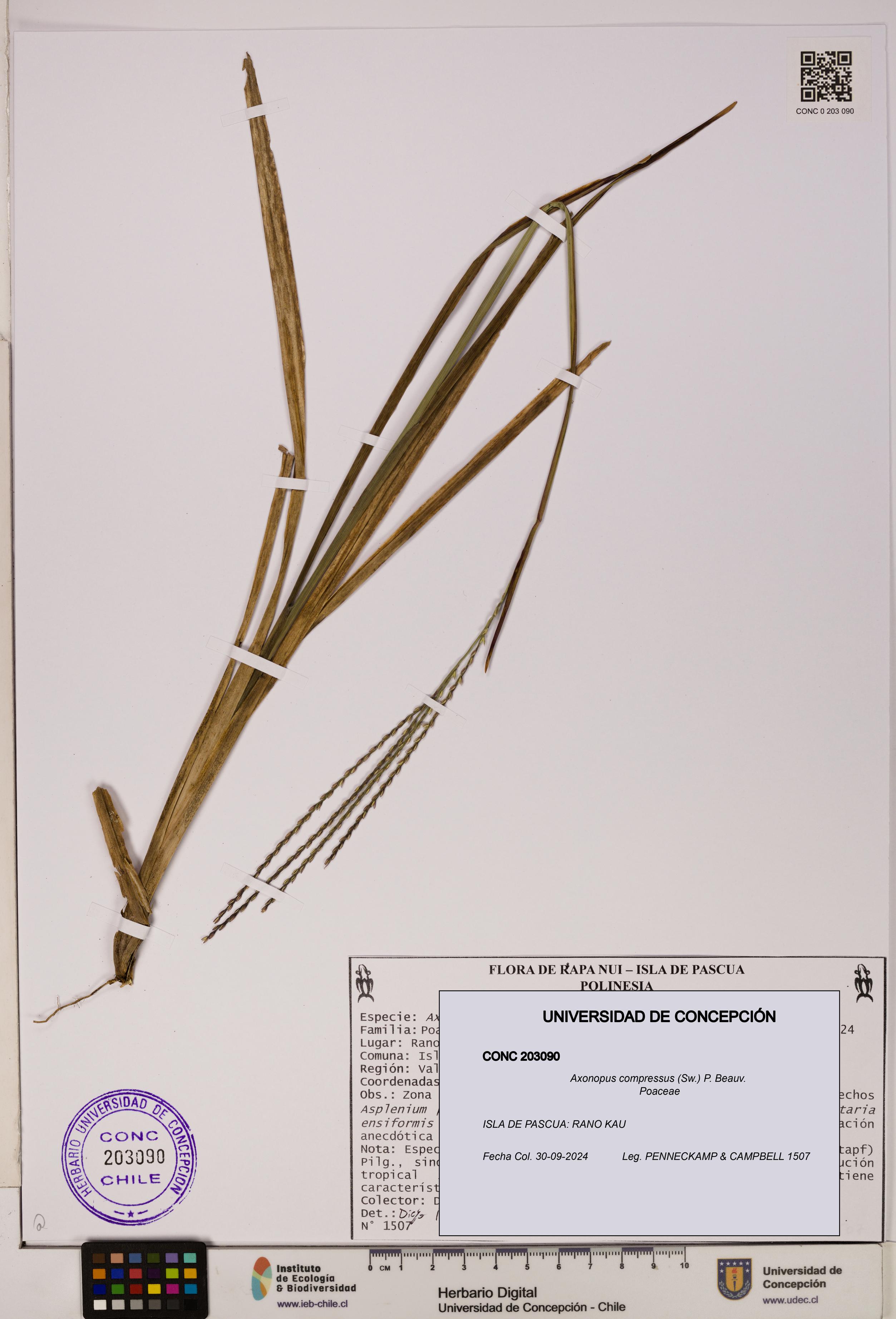 Axonopus compressus [Espécimen: ]