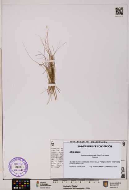 Rytidosperma paschale [Espécimen: UDEC:CONC:0203091]
