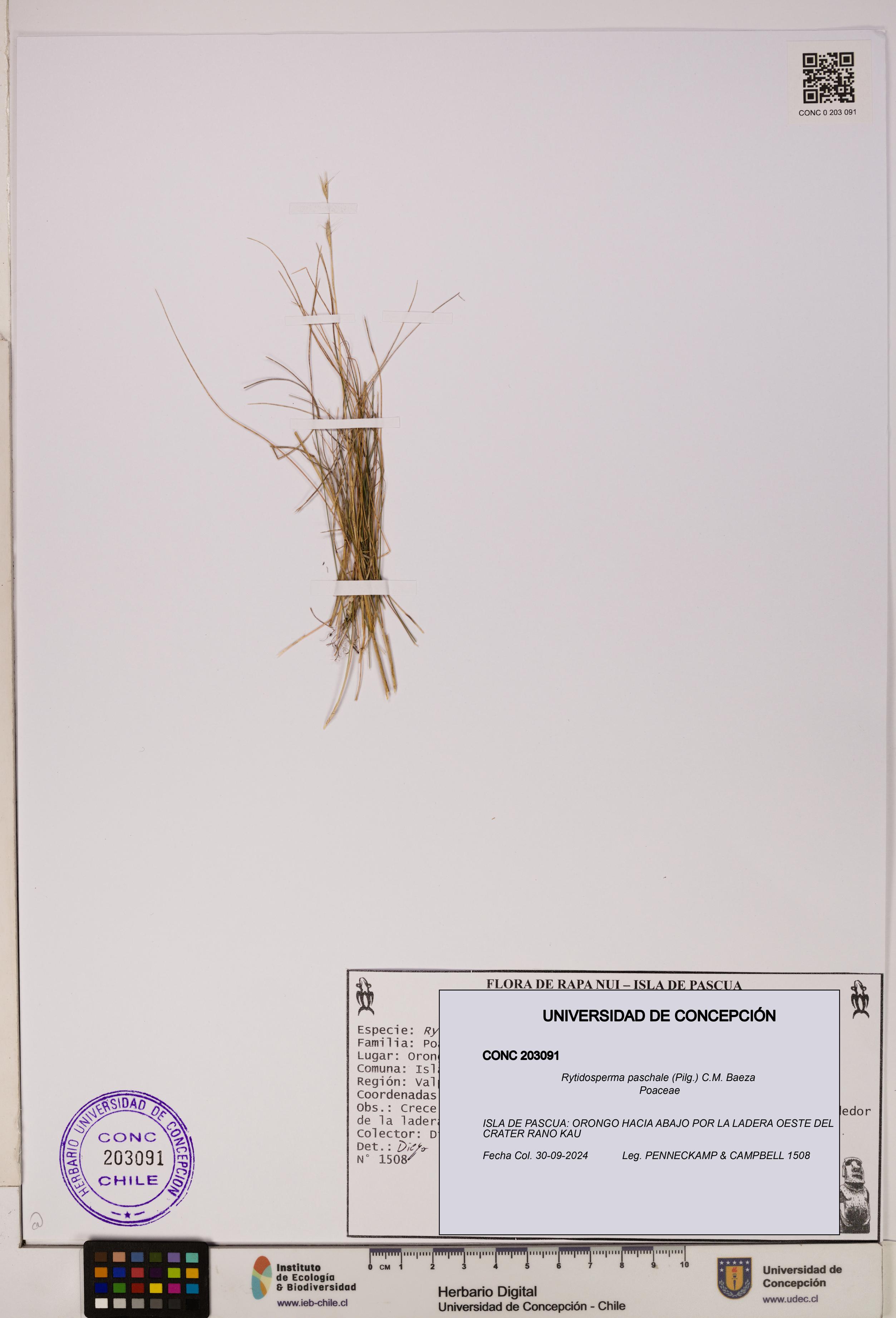 Rytidosperma paschale [Espécimen: UDEC:CONC:0203091]