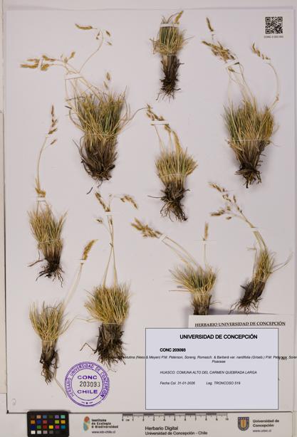 Cinnagrostis velutina var. nardifolia [Espécimen: UDEC:CONC:0203093]