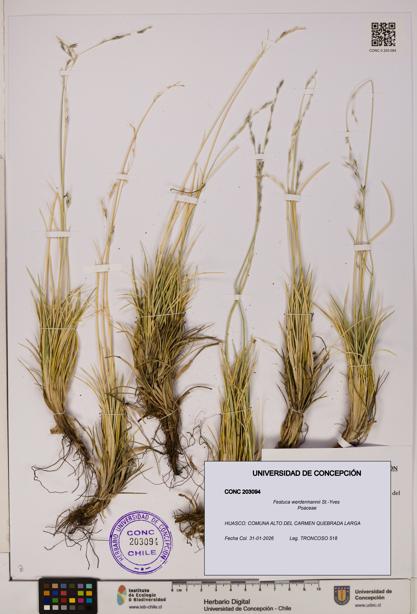 Festuca werdermannii [Espécimen: UDEC:CONC:0203094]