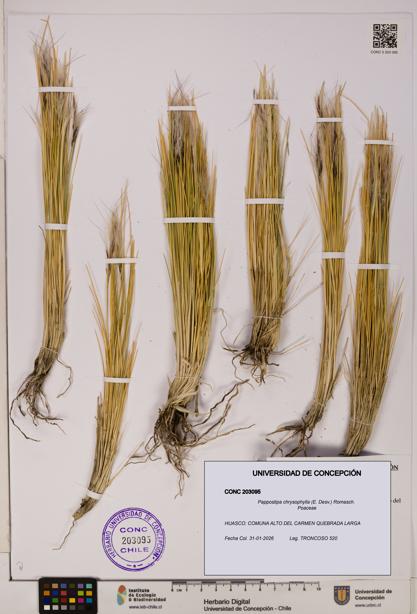 Pappostipa chrysophylla [Espécimen: UDEC:CONC:0203095]