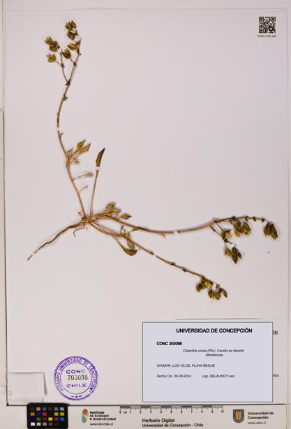 Cistanthe vicina [Espécimen: UDEC:CONC:0203098]