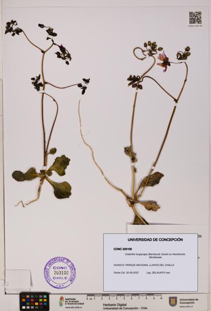 Cistanthe longiscapa [Espécimen: UDEC:CONC:0203100]