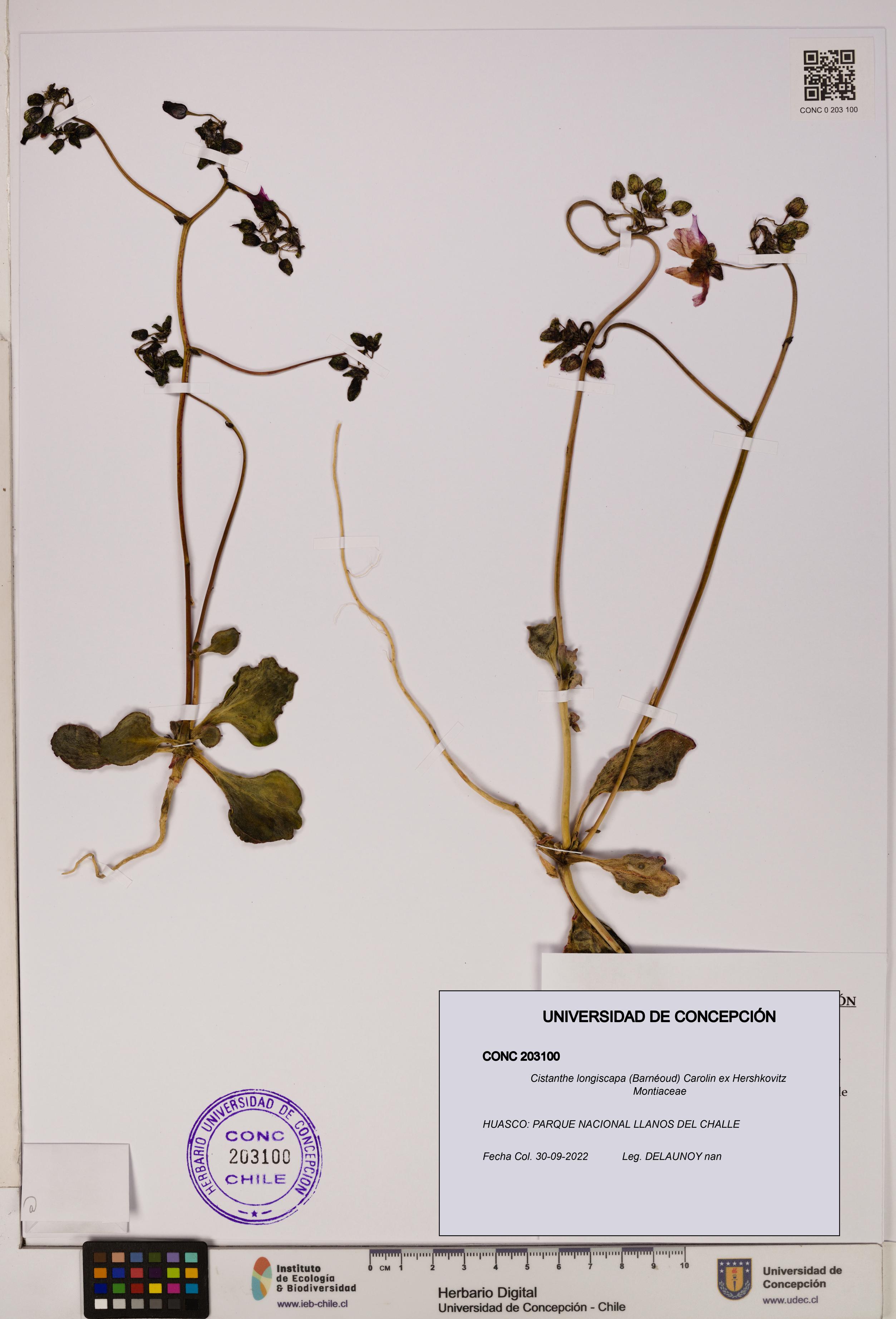Cistanthe longiscapa [Espécimen: UDEC:CONC:0203100]