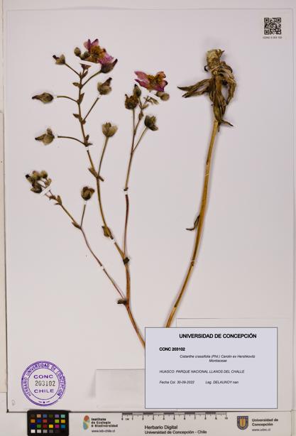 Cistanthe crassifolia [Espécimen: UDEC:CONC:0203102]