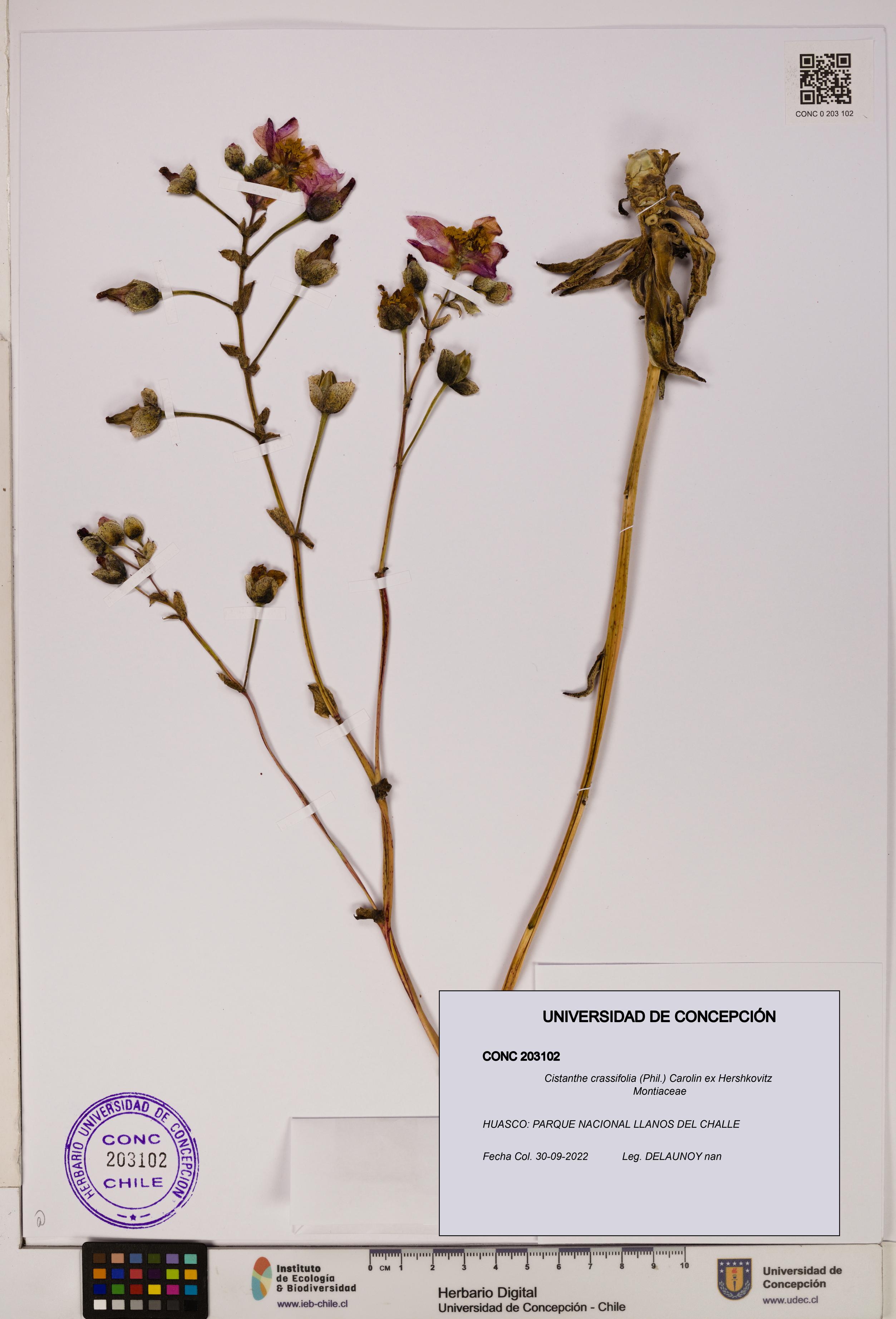 Cistanthe crassifolia [Espécimen: UDEC:CONC:0203102]