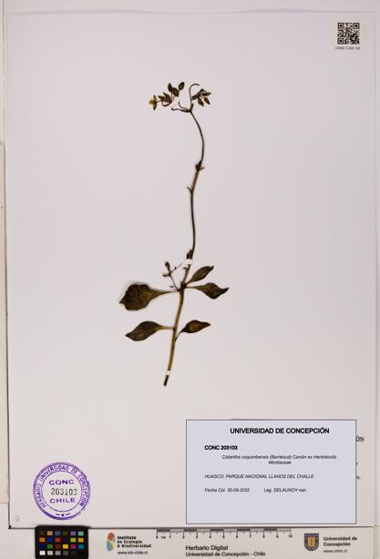 Cistanthe coquimbensis [Espécimen: UDEC:CONC:0203103]