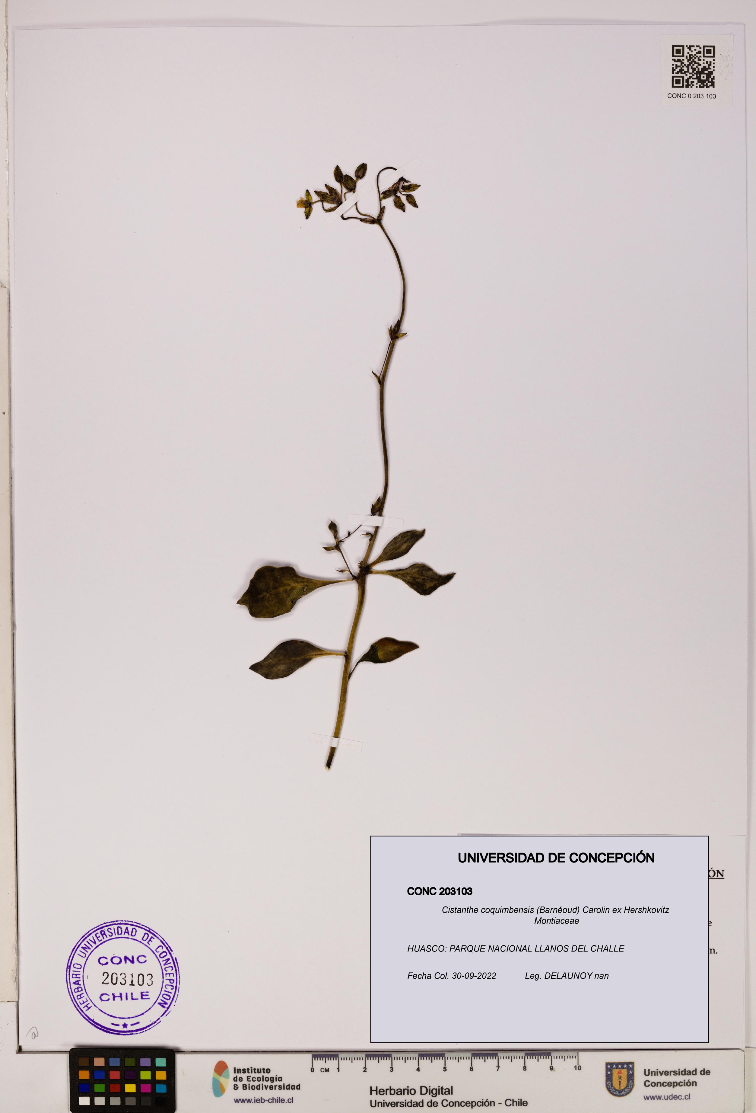 Cistanthe coquimbensis [Espécimen: UDEC:CONC:0203103]