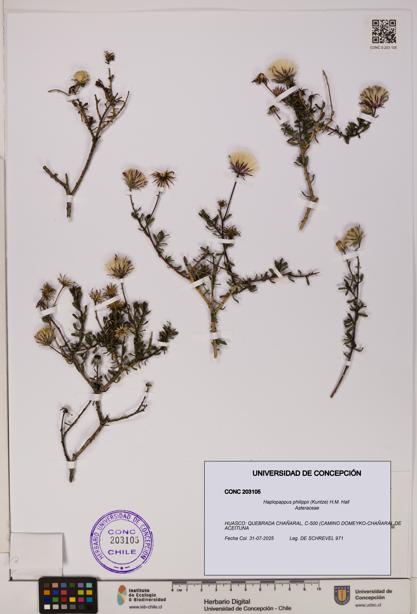 Haplopappus philippii [Espécimen: UDEC:CONC:0203105]