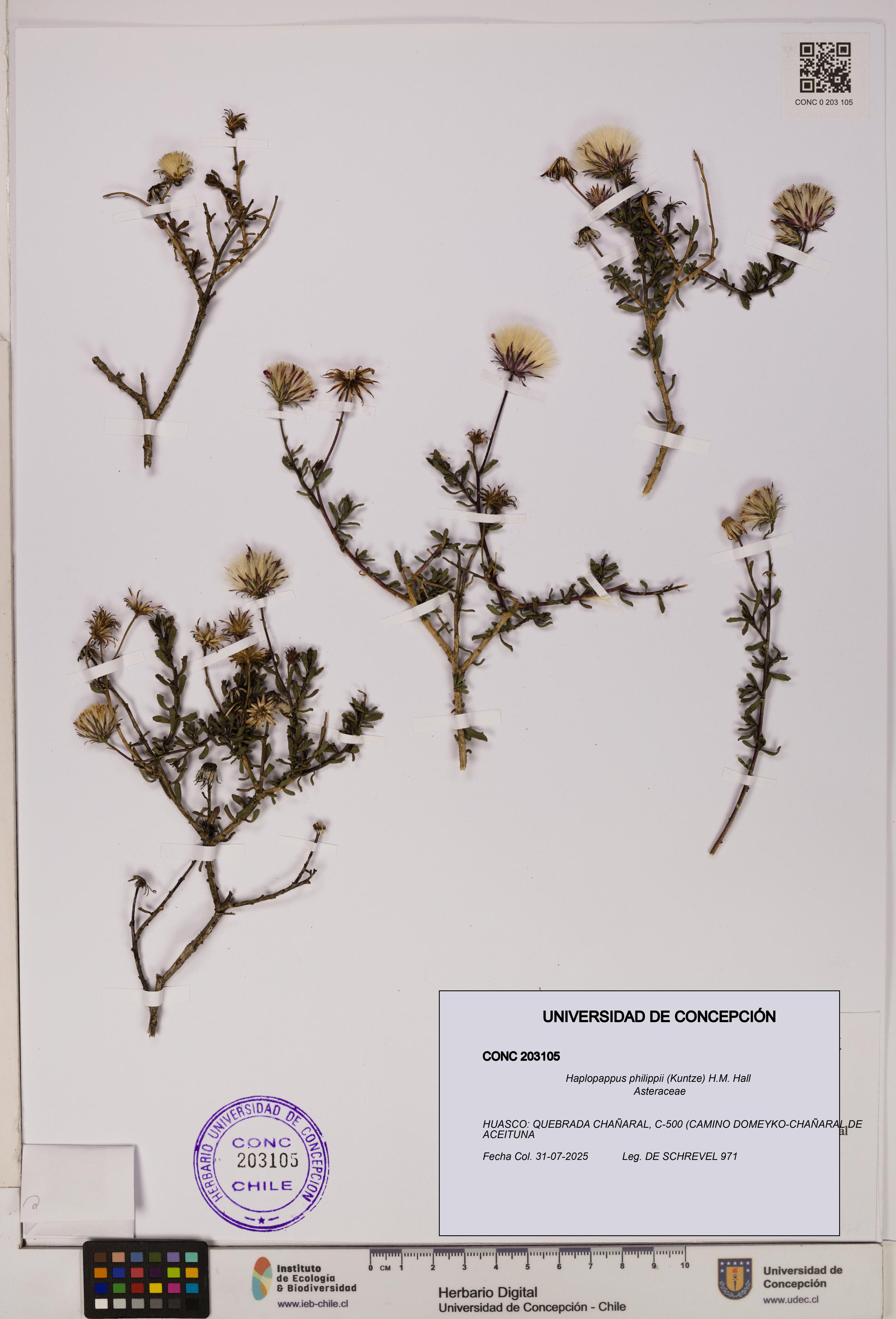Haplopappus philippii [Espécimen: UDEC:CONC:0203105]