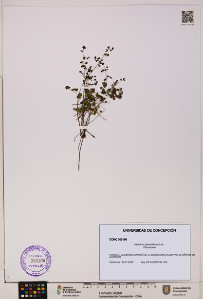 Adiantum glanduliferum [Espécimen: UDEC:CONC:0203106]