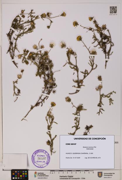 Senecio murinus [Espécimen: UDEC:CONC:0203107]