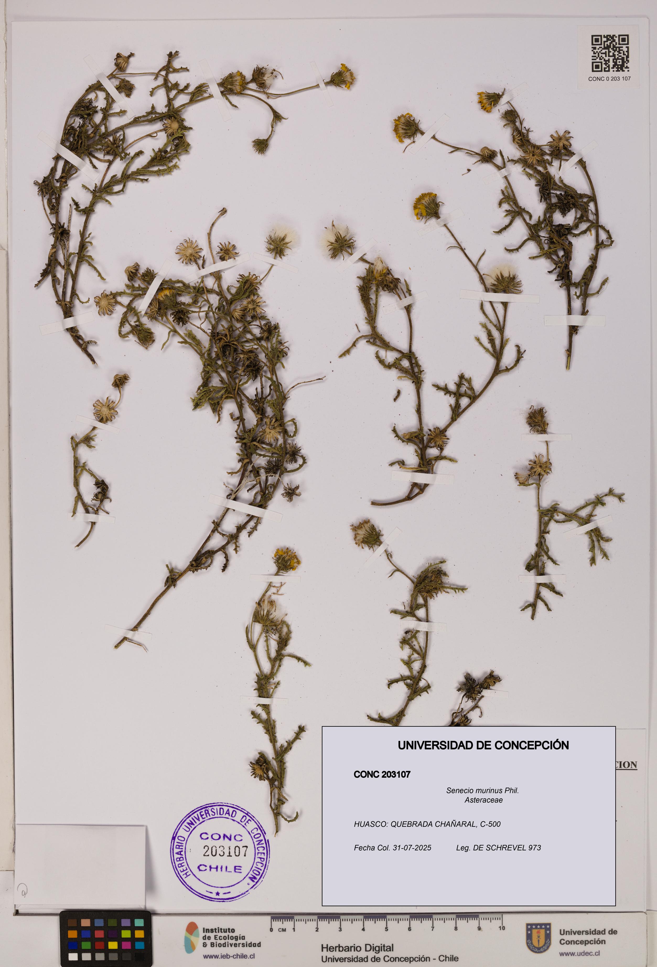 Senecio murinus [Espécimen: UDEC:CONC:0203107]